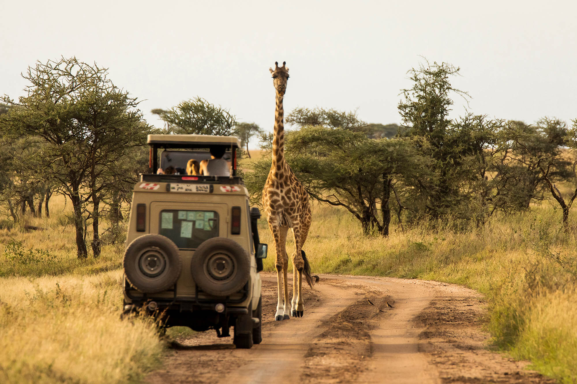 A large tourism car and a giraffe approaching each other on a safari trail.